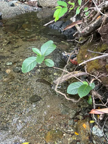 Taino Pisonia — photo by Roqui Bello