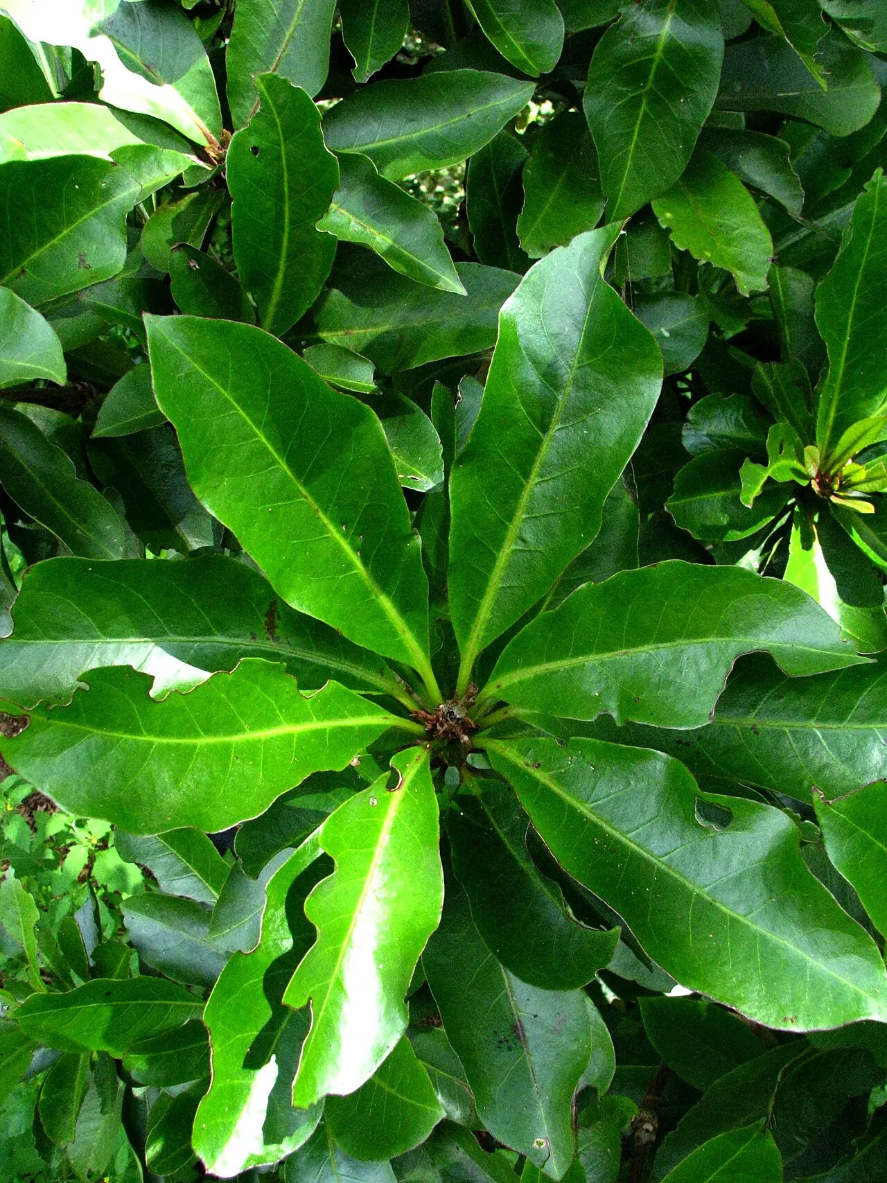 Kauai Catchbirdtree