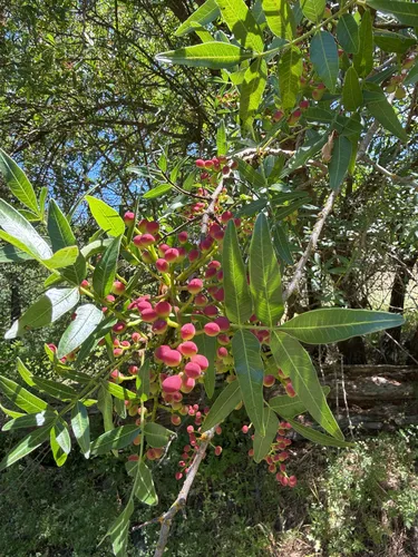 Mt. Atlas Mastic Tree