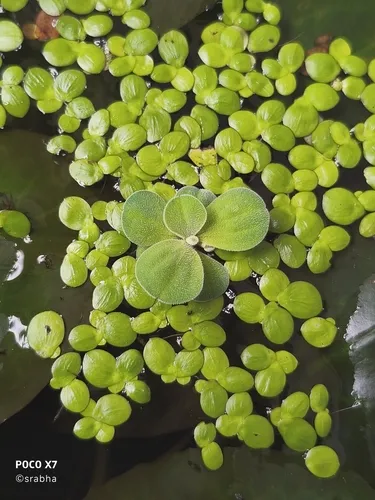 Water Lettuce