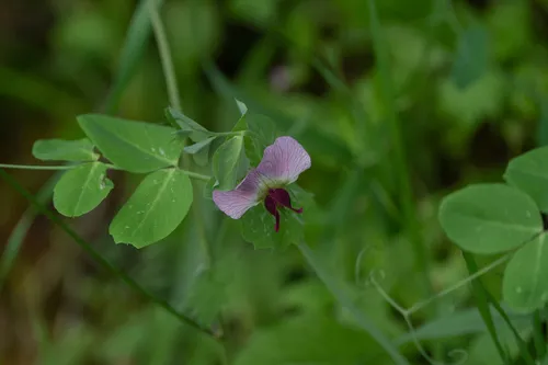Garden Pea