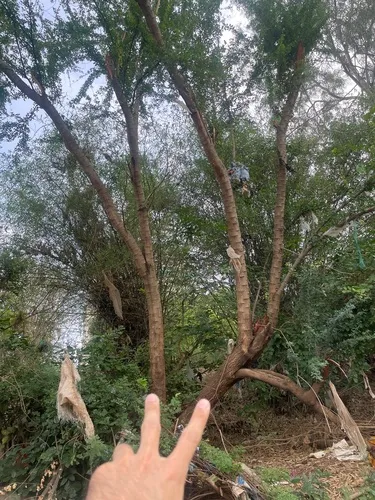 Monkeypod