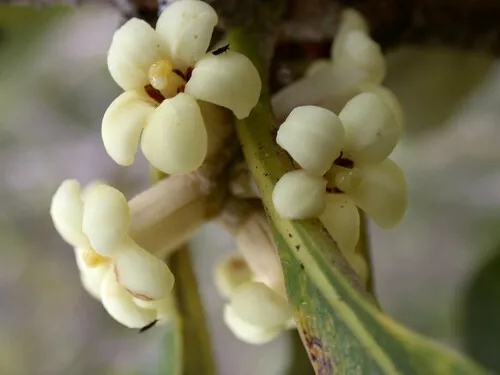Hawai'i Poisonberry Tree