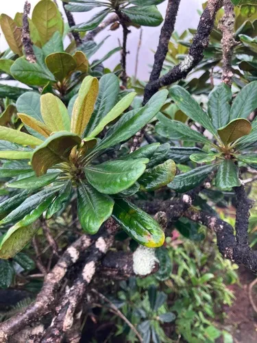 Ho'awa