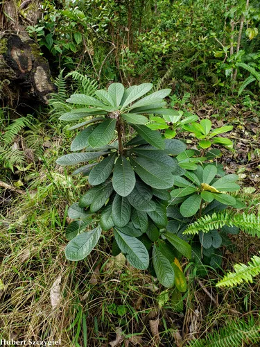 Waianae Range Cheesewood — photo by Hubert Szczygieł