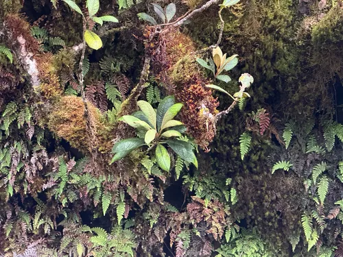 Waialeale Cheesewood — photo by cnewfield