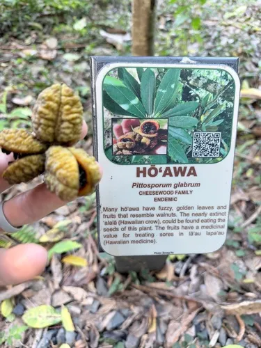 Koolau Range Cheesewood — photo by Stefan Cranston