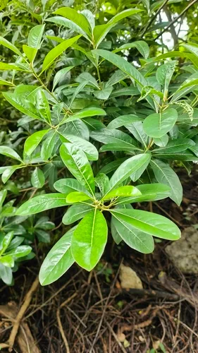 Taiwanese Cheesewood — photo by ssnp107-1