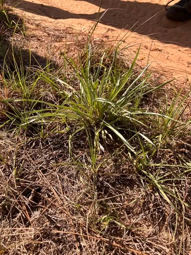 Pineland Silkgrass