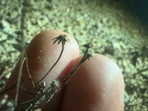 Sickleleaf Silkgrass