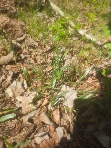 Narrowleaf Silkgrass — photo by laurenrussek