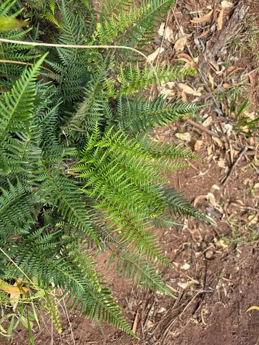 Leatherleaf Goldback Fern