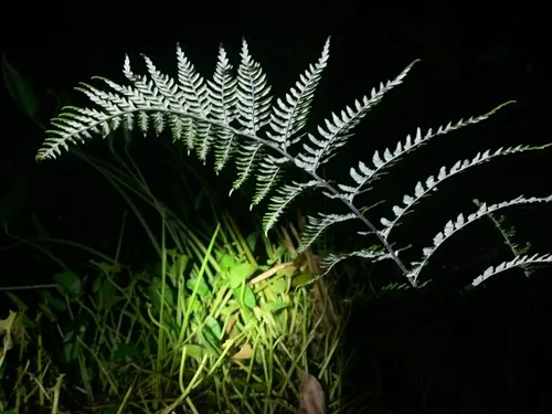 Dixie Silverback Fern
