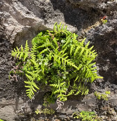 Island Goldback Fern — photo by eml23
