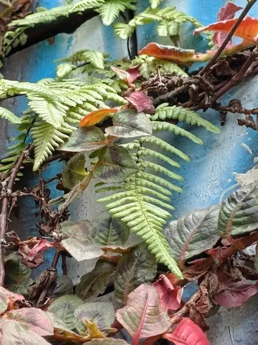 Mountain Silverback Fern — photo by Stevia