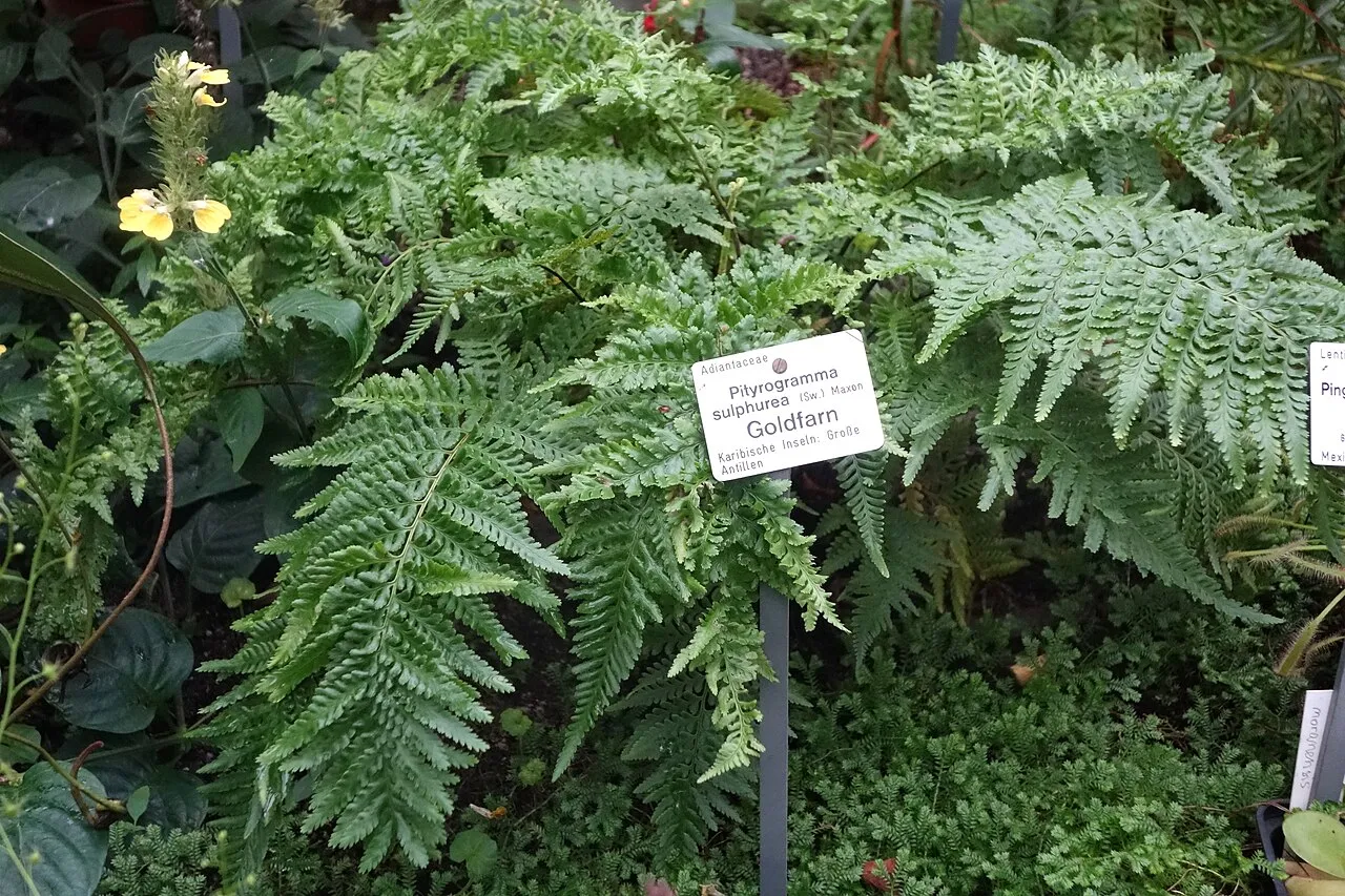 Jamaican Goldback Fern — photo by Daderot