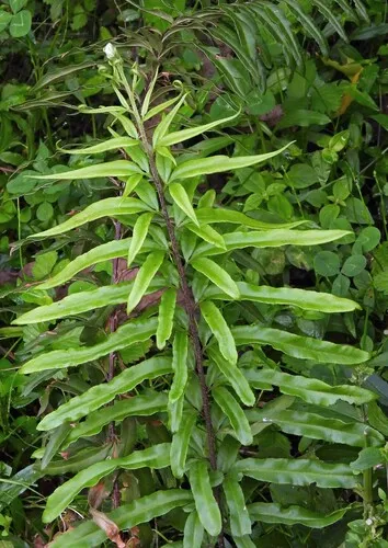 Threeleaf Goldback Fern — photo by Hugo Hulsberg