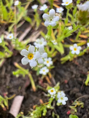 Bracted Popcornflower