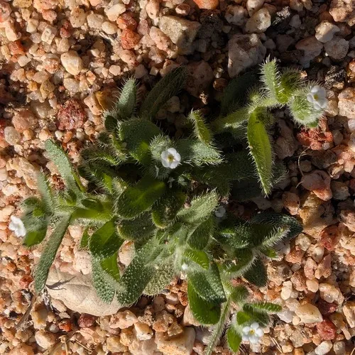 Cooper's Popcornflower (var. gracilis) — photo by Don Rideout