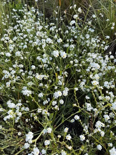 Fragrant Popcornflower — photo by zoltshmack