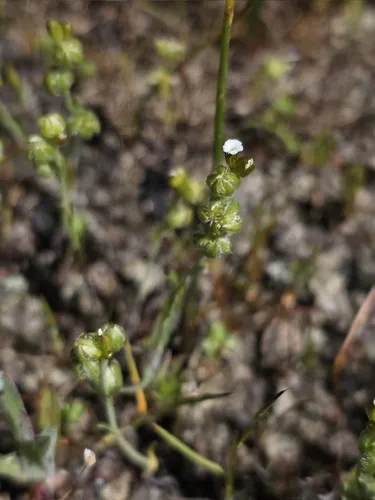 Greene's Popcornflower — photo by Nils N