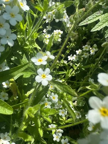 Rough Popcornflower — photo by zoltshmack
