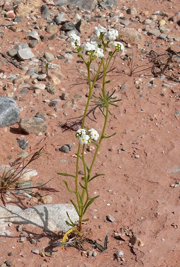 Mojave Popcornflower — photo by Stan Shebs