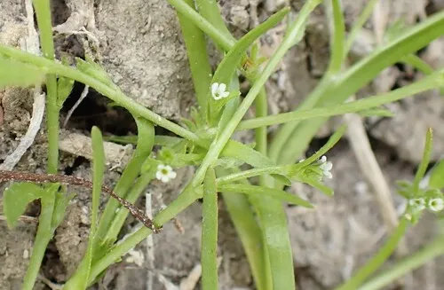 Finebranched Popcornflower — photo by Joseph D Kurtz