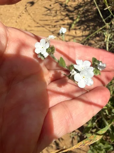 Rusty Popcornflower — photo by Natalie Clark