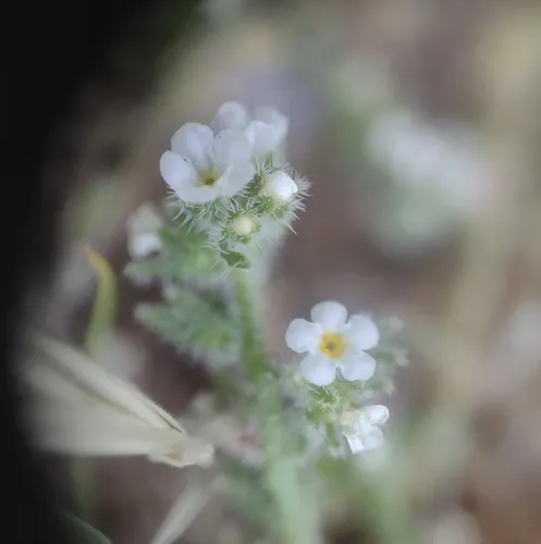 Parish's Popcornflower — photo by Jasen Liu