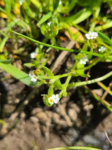 Scouler's Popcornflower — photo by thurmanjohnson