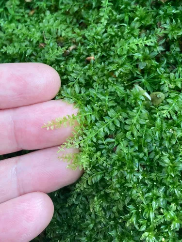 Toothed Plagiomnium Moss
