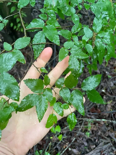 Planertree — photo by stevenaugustine