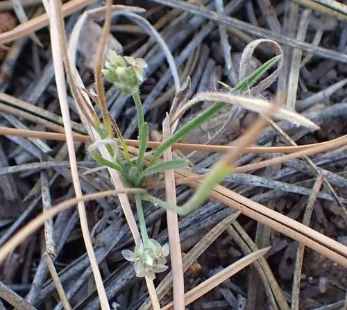 Saltmeadow Plantain — photo by Tom Chester