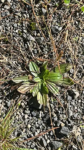 Mexican Plantain — photo by Al Glen