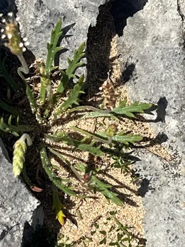 Buckhorn Plantain — photo by Kate Hart