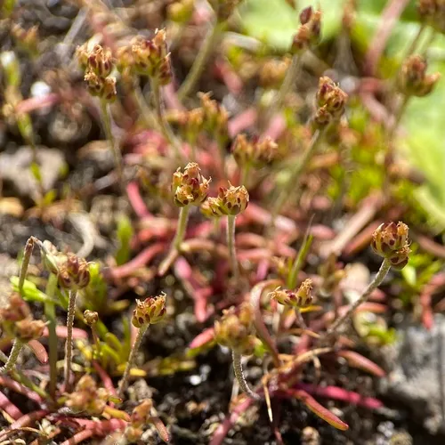 Prairie Plantain (subsp. pentasperma) — photo by Melisa Pinnow