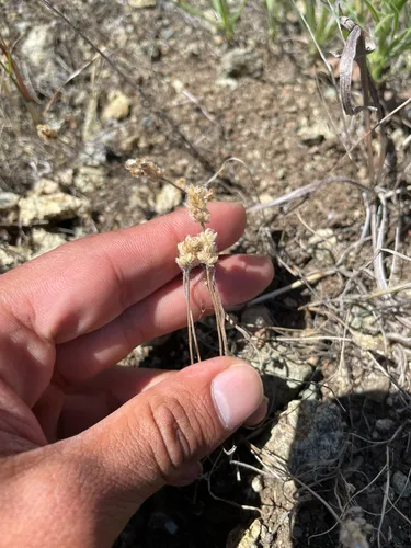 Dotseed Plantain
