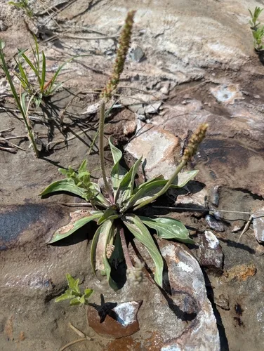 Redwool Plantain — photo by Hunter Jackson