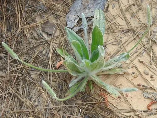 California Plantain