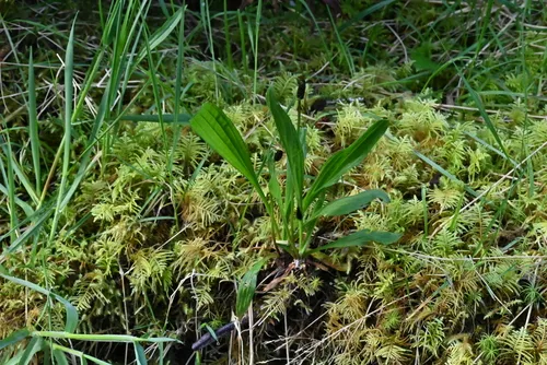 Seashore Plantain — photo by soda