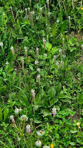 Hoary Plantain — photo by Анна Митрошенкова