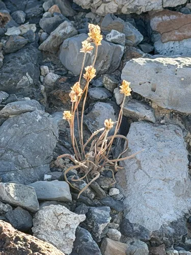 Desert Indianwheat