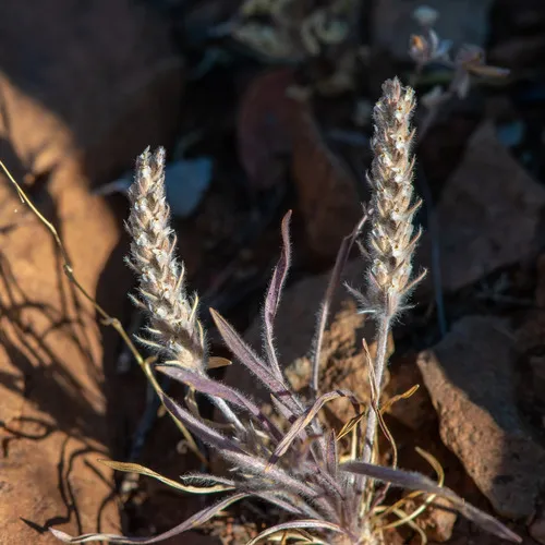 Woolly Plantain — photo by Ben Sims