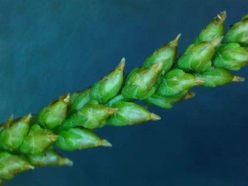 Dwarf Plantain