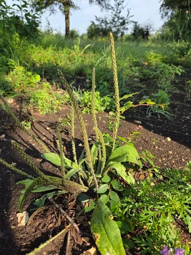 Redseed Plantain — photo by Robert Lasley