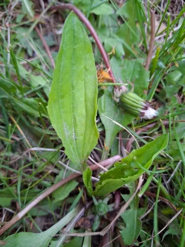 Blackseed Plantain