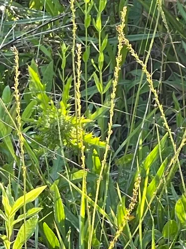 Pineland Plantain — photo by picbor