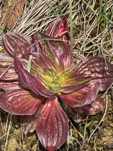 Tall Coastal Plantain — photo by marmli