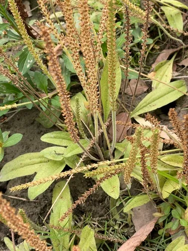 Virginia Plantain